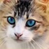 Katzen-Gedanken
