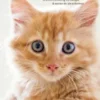 Katzenkrankheiten