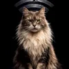 Katzenweisheiten - Das Revier ohne Netz