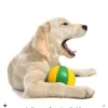 Kennel Cough 101
