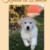 Kimba la Bimba