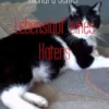Lebenslauf eines Katers