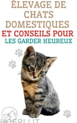 Élevage de Chats Domestiques et Conseils Pour les Garder Heureux