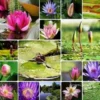 Lotus and Water Lily