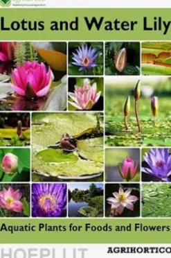 Lotus and Water Lily