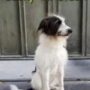 Lucky im Glück