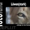 Löwen(stark)