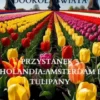 Moja szalona podróz dookola swiata: Holandia Amsterdam i tulipany