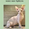 Non chiamatemi gatto, sono uno SPHYNX.