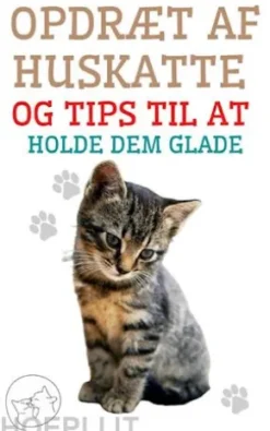 Opdræt af huskatte og tips til at holde dem glade