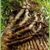 Parasitic Plants