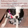 Parkinson beim Hund - Schüttellähmung natürlich behandeln mit Homöopathie und Schüsslersalzen