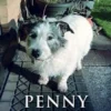 Penny The Railway Pup