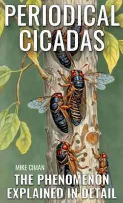 Periodical Cicadas - The Phenomenon Explained In Detail