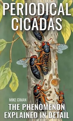 Periodical Cicadas - The Phenomenon Explained In Detail