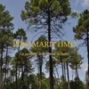 Pino marittimo. La gestione delle pinete in Italia