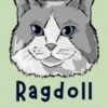 Ragdoll Gatto