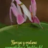 Rarezas y criaturas sorprendentes e Insólitas del Reino Animal. Vol. 2