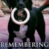 Remembering Dexter