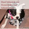 Rheuma und Osteoporose beim Hund behandeln mit Homöopathie und Schüsslersalzen