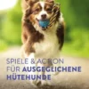 Spiele und Action für ausgeglichene Hütehunde