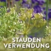 Staudenverwendung