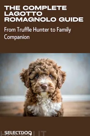 The Complete Lagotto Romagnolo Guide: From Truffle Hunter to Family Companion