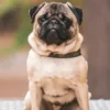 The Pug