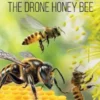 The Drone Honey Bee
