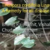 Tinospora cordifolia Linn- A Remedy for all disease