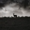 Tormenta