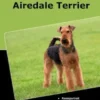 Traumrasse Airedale Terrier