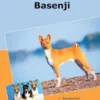 Traumrasse Basenji