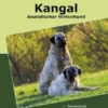 Traumrasse Kangal