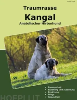 Traumrasse Kangal