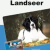 Traumrasse Landseer