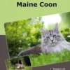 Traumrasse Maine Coon