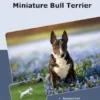 Traumrasse Miniature Bull Terrier