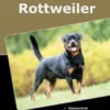 Traumrasse: Rottweiler
