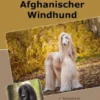 Traumrasse Afghanischer Windhund