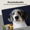 Traumrasse Aussiedoodle