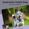 Traumrasse Australian Cattle Dog
