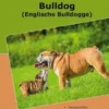 Traumrasse Bulldog