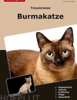 Traumrasse Burmakatze
