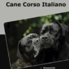 Traumrasse Cane Corso Italiano