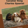 Traumrasse: Cavalier King Charles Spaniel