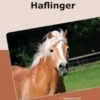 Traumrasse Haflinger