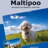 Traumrasse Maltipoo