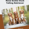 Traumrasse Nova Scotia Duck Tolling Retriever