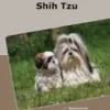 Traumrasse Shih Tzu